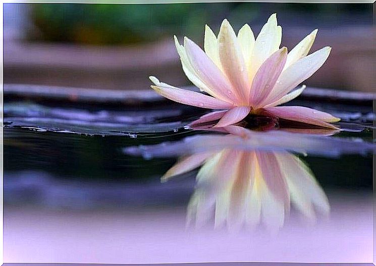 Lotus flower