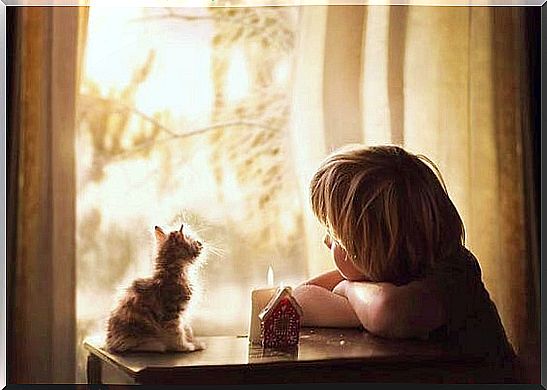 Little boy looking out the window with a little kitten