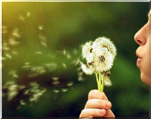 The fluff of a dandelion