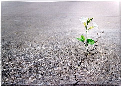 Plant grows through asphalt