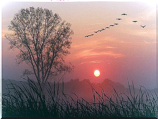 Photo Of A Setting Sun And Birds In The Sky Saying Let Everything Flow