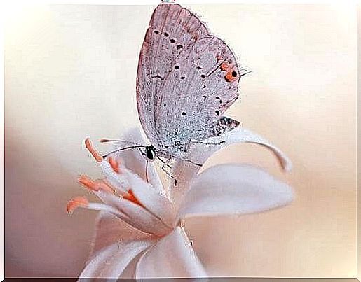 White Butterfly Sitting On A White Flower