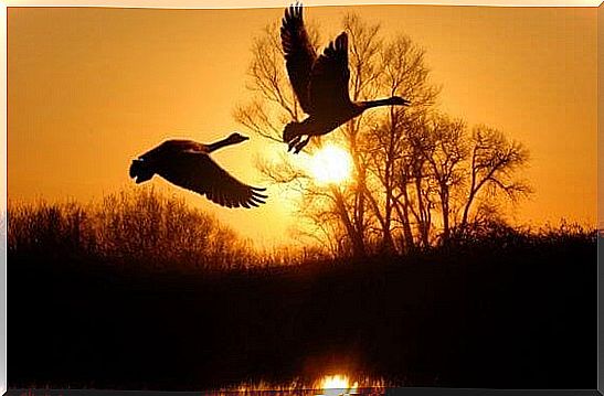 Ducks flying at sunset