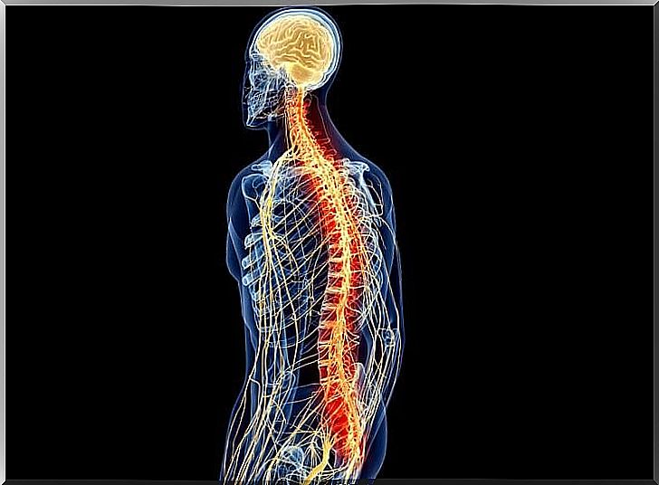 The nerves in the spinal cord