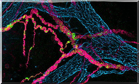 The connection between the brain and gut