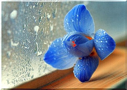 Blue flower next to a wet window