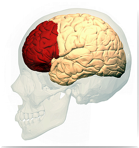 The prefrontal cortex