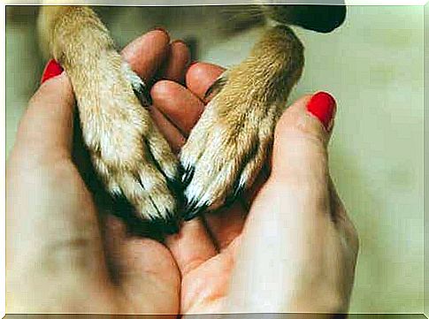 A dog puts its front paws in the hands of a woman