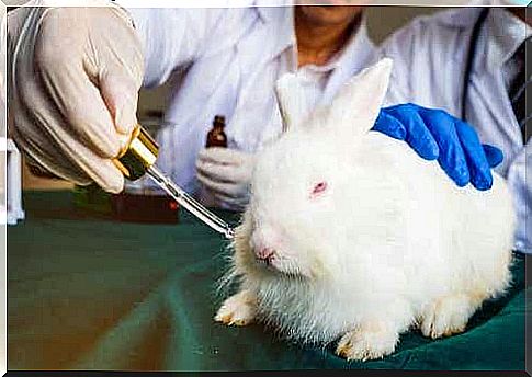 A rabbit in a lab is given a drug